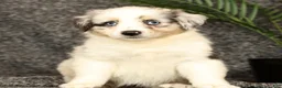 Miniature Australian Shepherd dogs for sale: Missy - Ad 4