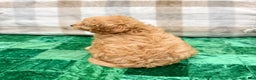 Cavapoo dogs for sale: Champ - Ad 5
