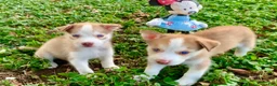 Siberian Husky dogs for sale: Siberian Husky 4 - Ad 1