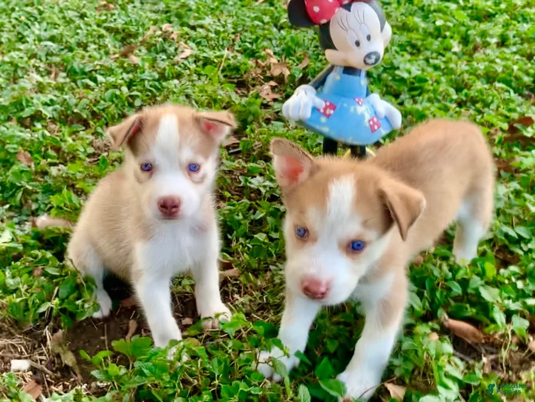 Siberian Husky dogs for sale: Siberian Husky 4 - Ad 1