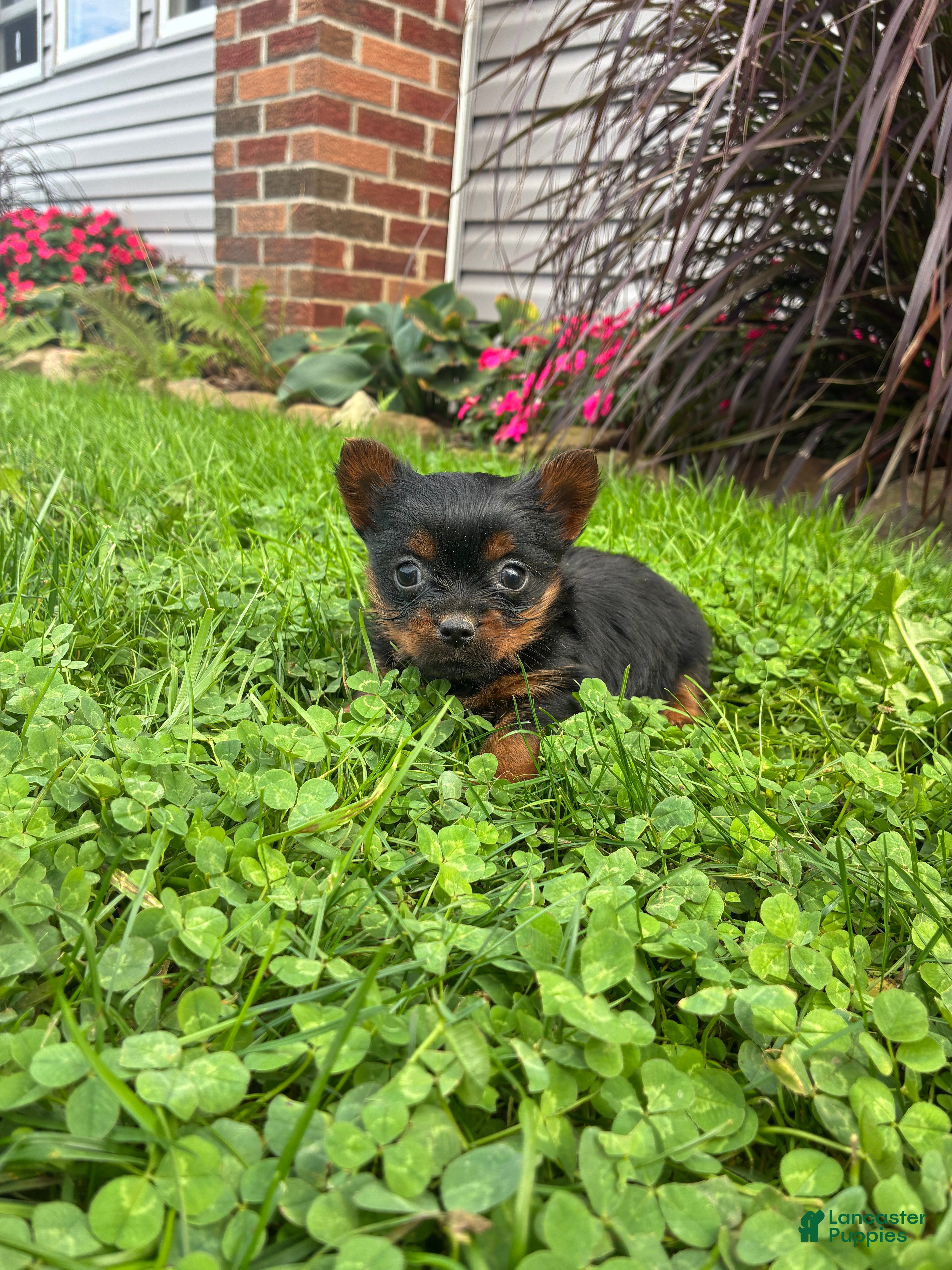 Autumn (Yorkshire Terrier, Male) in Reedsville, PA