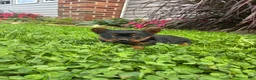 Yorkshire Terrier dogs for sale: Autumn - Ad 1