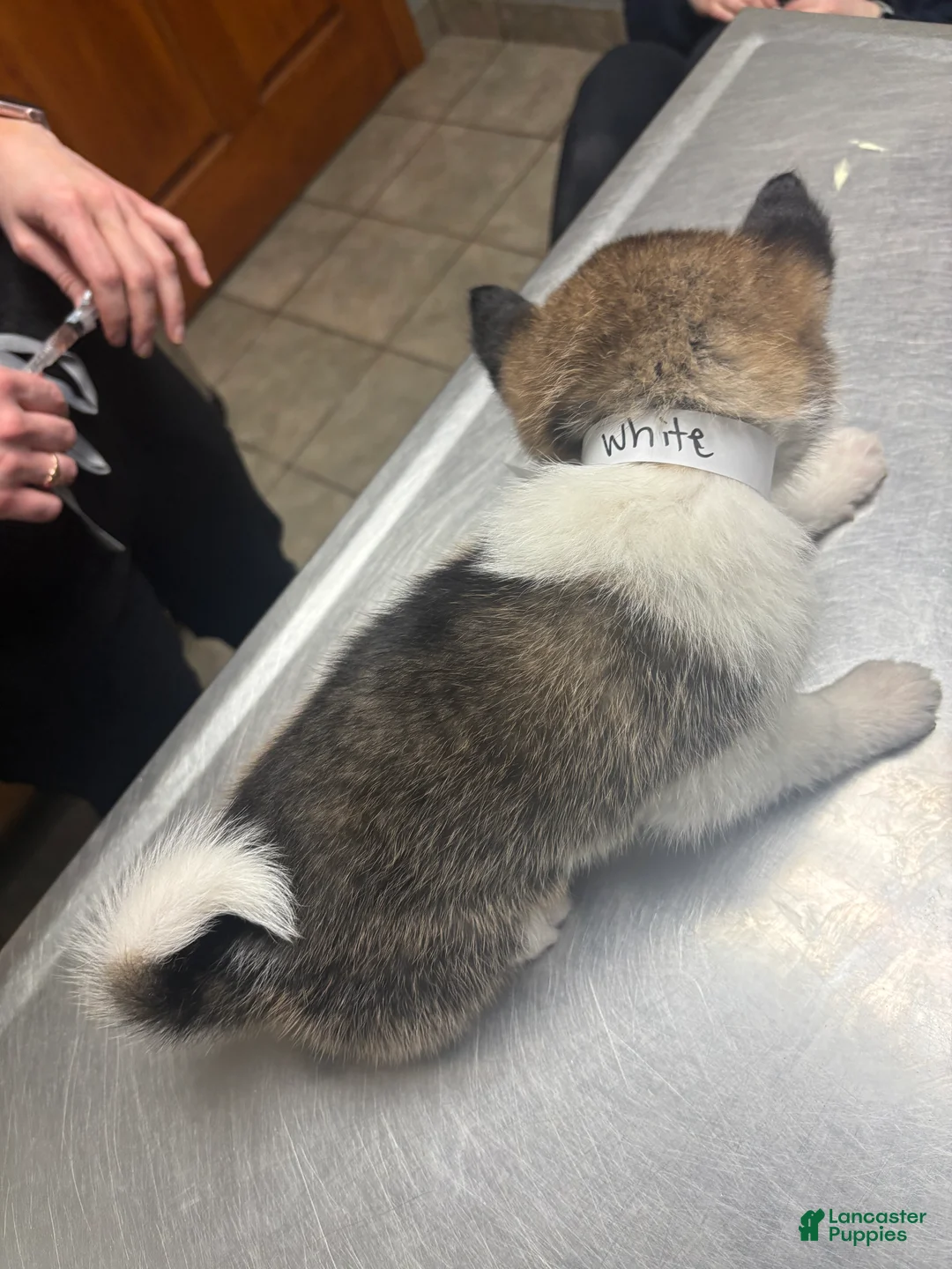 Akita dogs for sale: Akita Puppy 2 - Ad 1