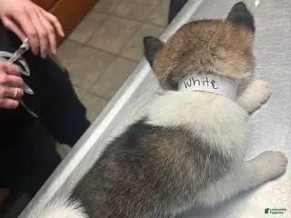 Akita dogs Akita Puppy 2 - Ad 30