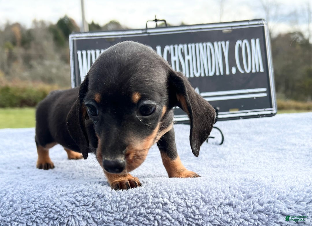 Miniature Dachshund dogs for sale: Import AKC female - Ad 11