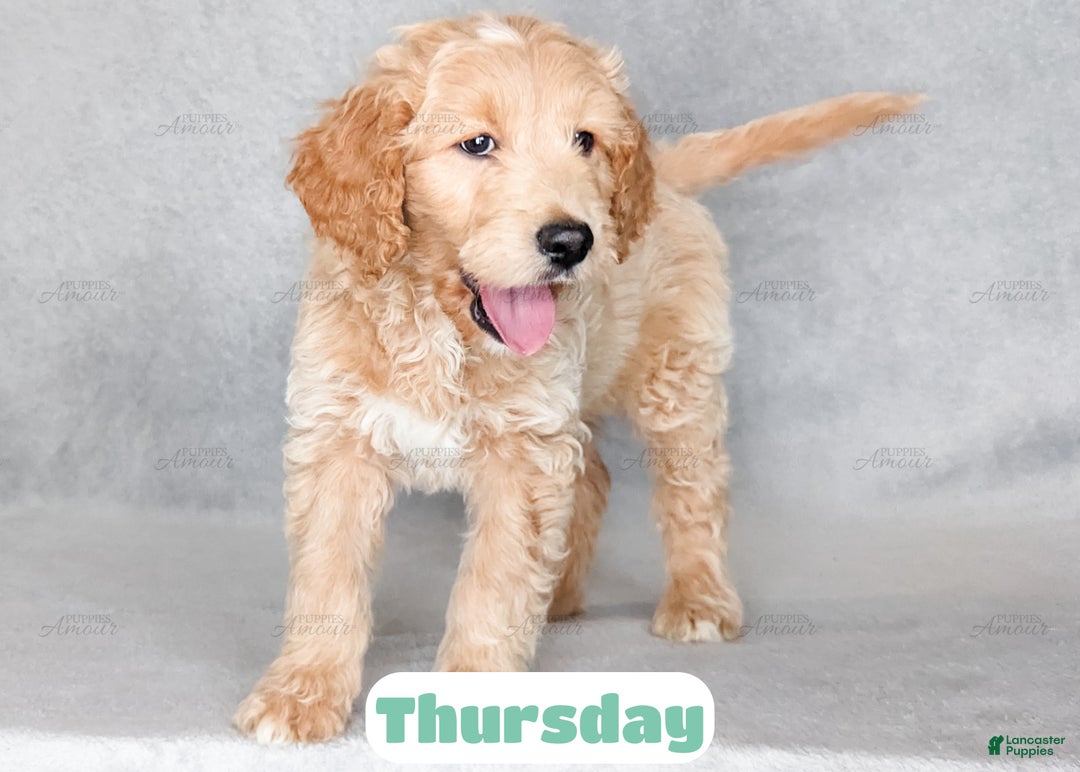 Goldendoodle dogs for sale: Thursday - Ad 5
