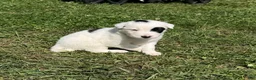 Mixed Breed dogs for sale: Deer - Ad 3