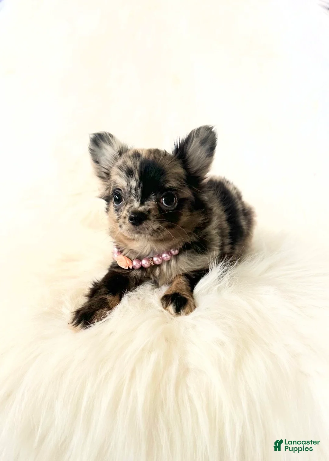 Chihuahua dogs for sale: Honey - Ad 2