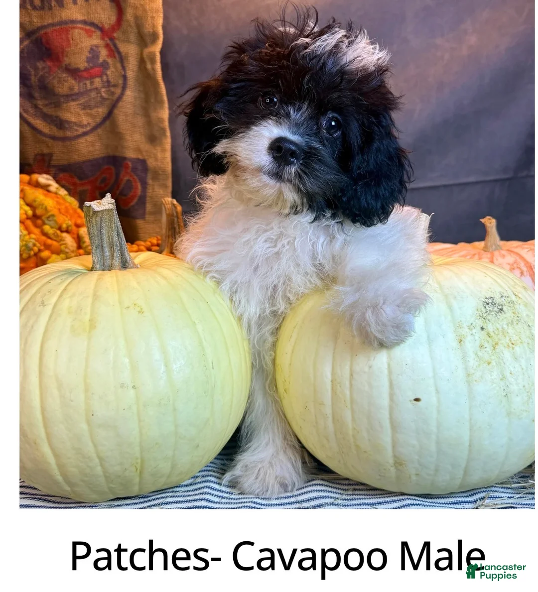 Cavapoo dogs for sale: Patches  - Ad 1