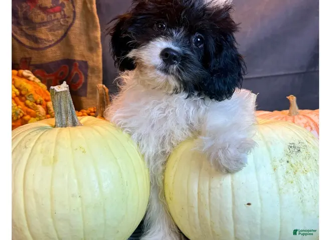 Cavapoo dogs for sale: Patches - Ad 25