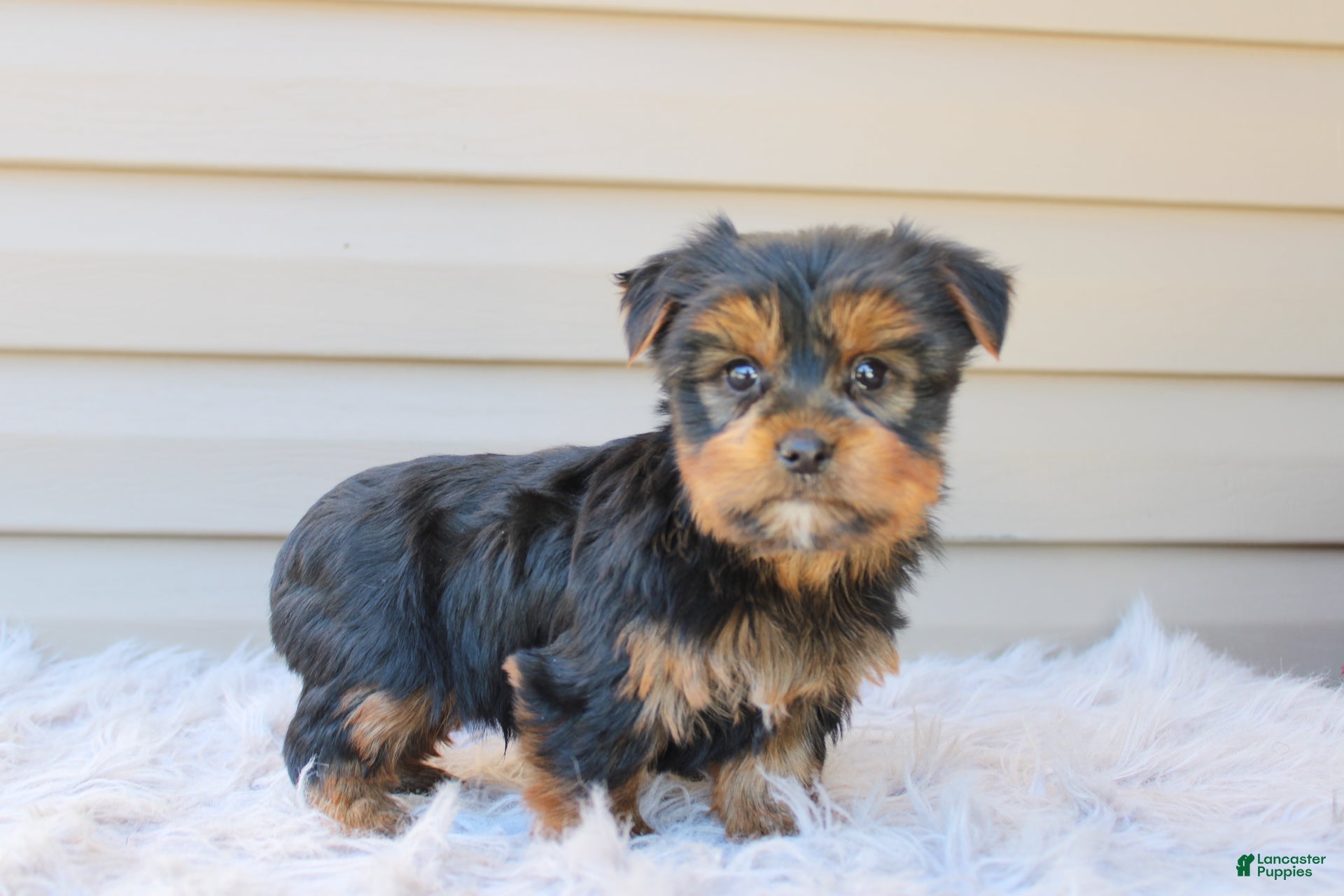 Yorkshire Terrier dogs Rocco - Ad 1