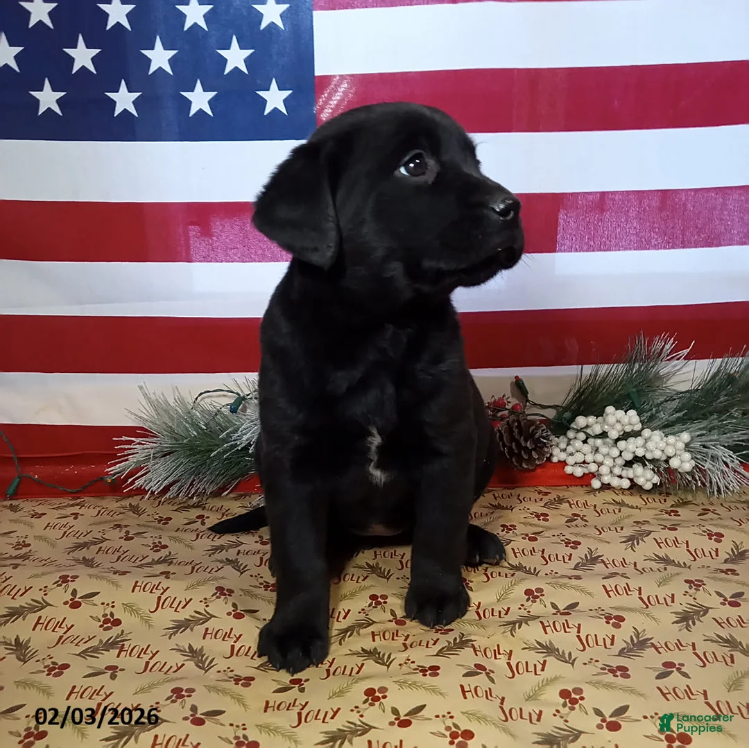 Mixed Breed dogs for sale: Coffee - Ad 4