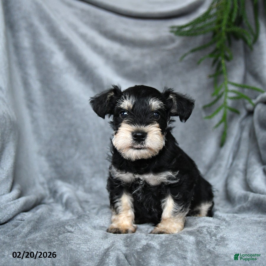 Miniature Schnauzer dogs Anthony - Ad 1