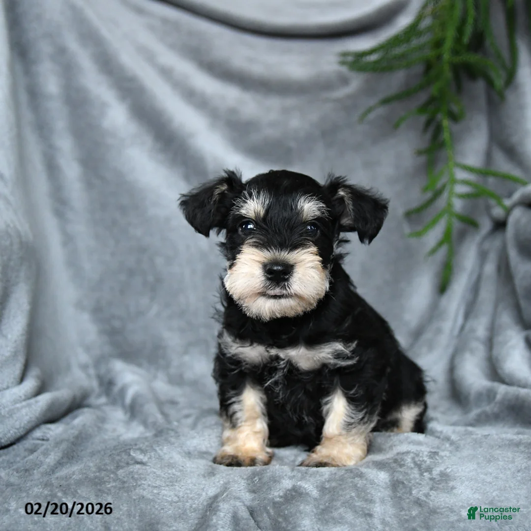 Miniature Schnauzer dogs for sale: Anthony - Ad 1