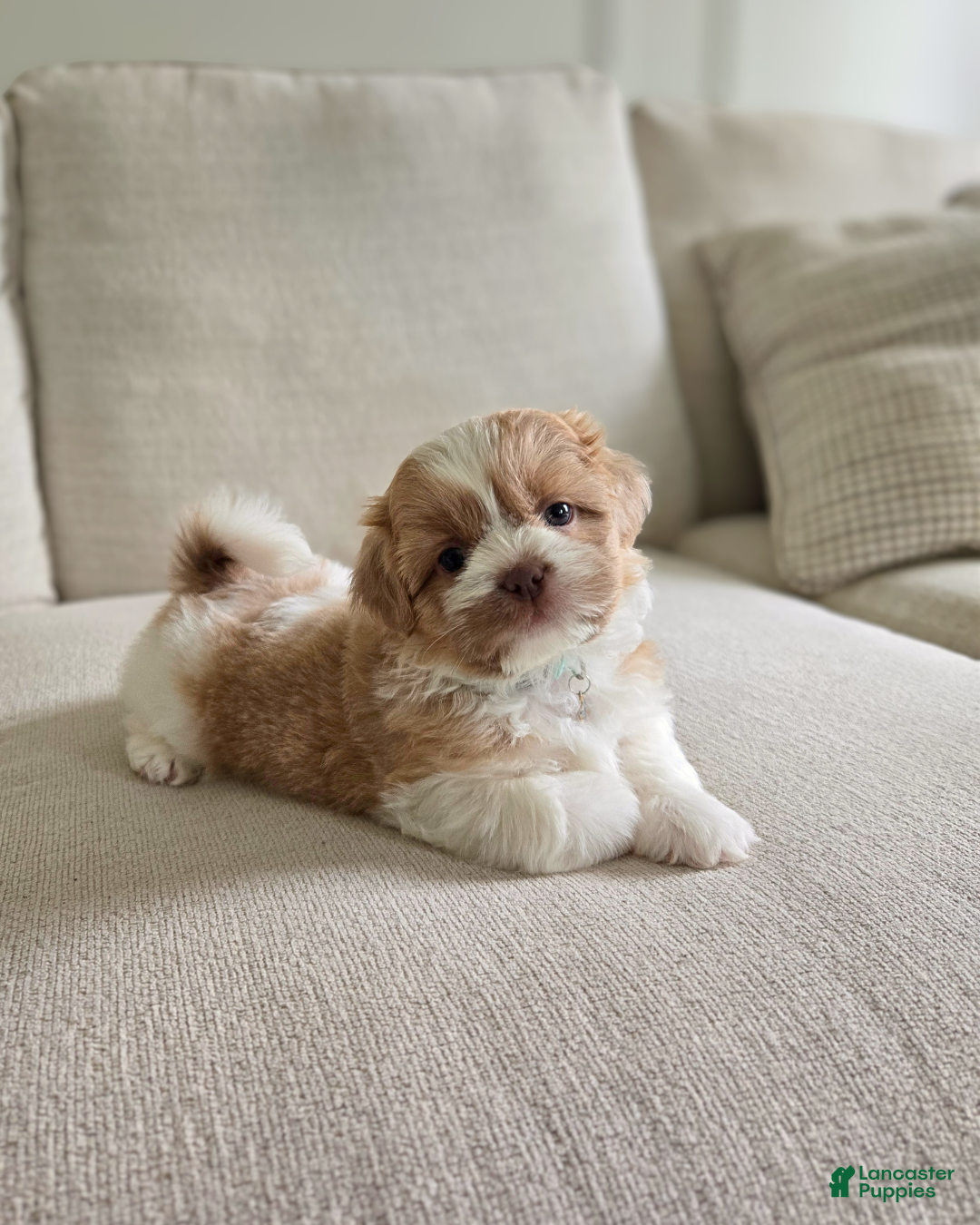 Shih Tzu dogs Sunny - Ad 16