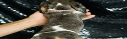 Miniature Dachshund dogs for sale: Speckles AKC  - Ad 4