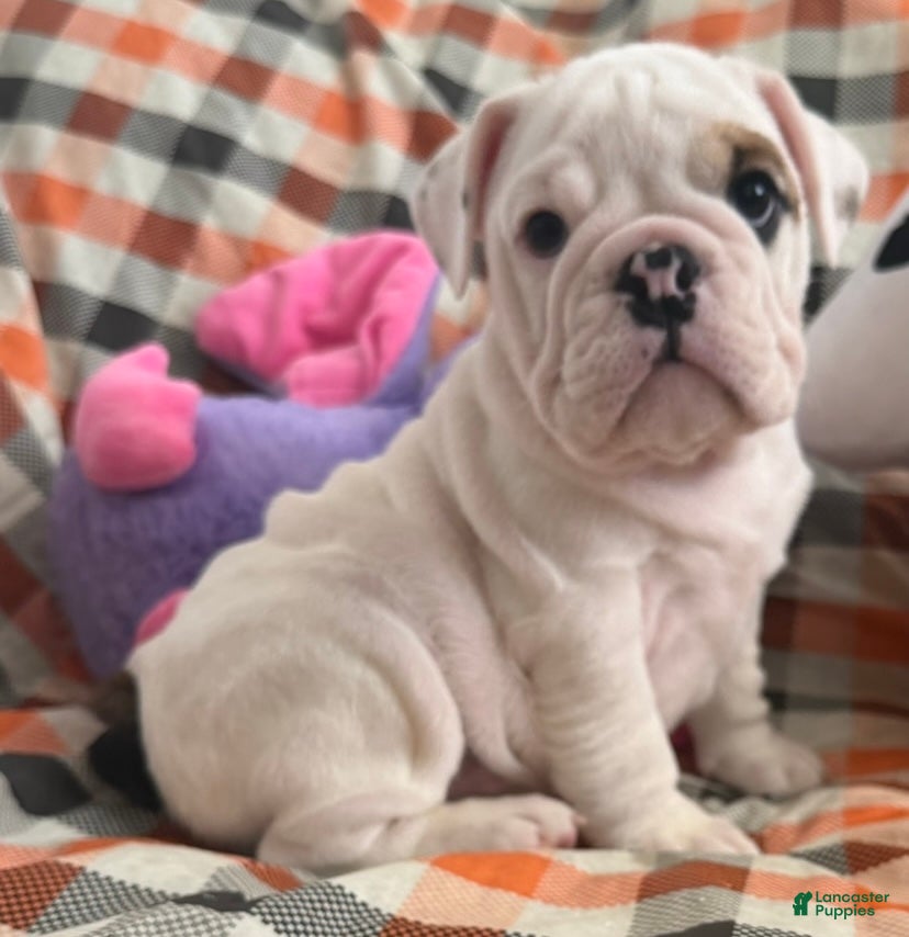 English Bulldog dogs for sale: Dax boy - Ad 23