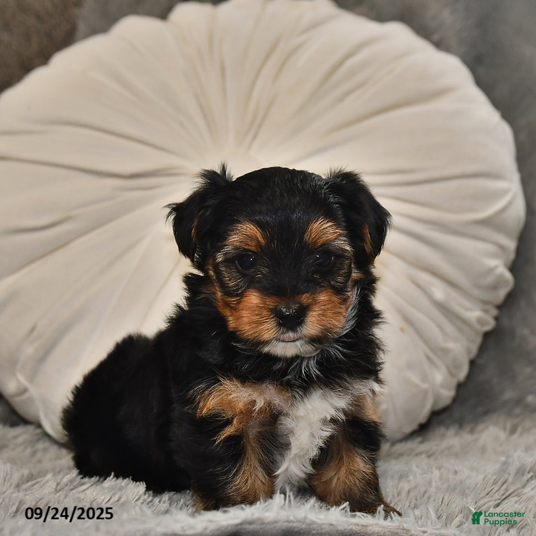 Yorkshire Terrier dogs for sale: Winston - Ad 17