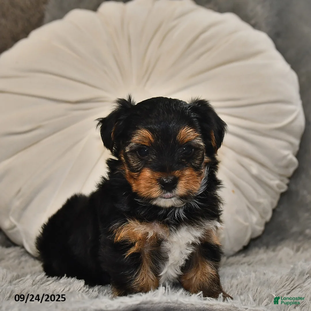 Yorkshire Terrier dogs for sale: Winston - Ad 17
