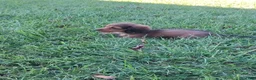 Miniature Dachshund dogs for sale: Miniature Dachshund 1 - Ad 3