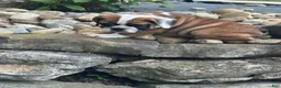 English Bulldog dogs for sale: Kaden - Ad 3