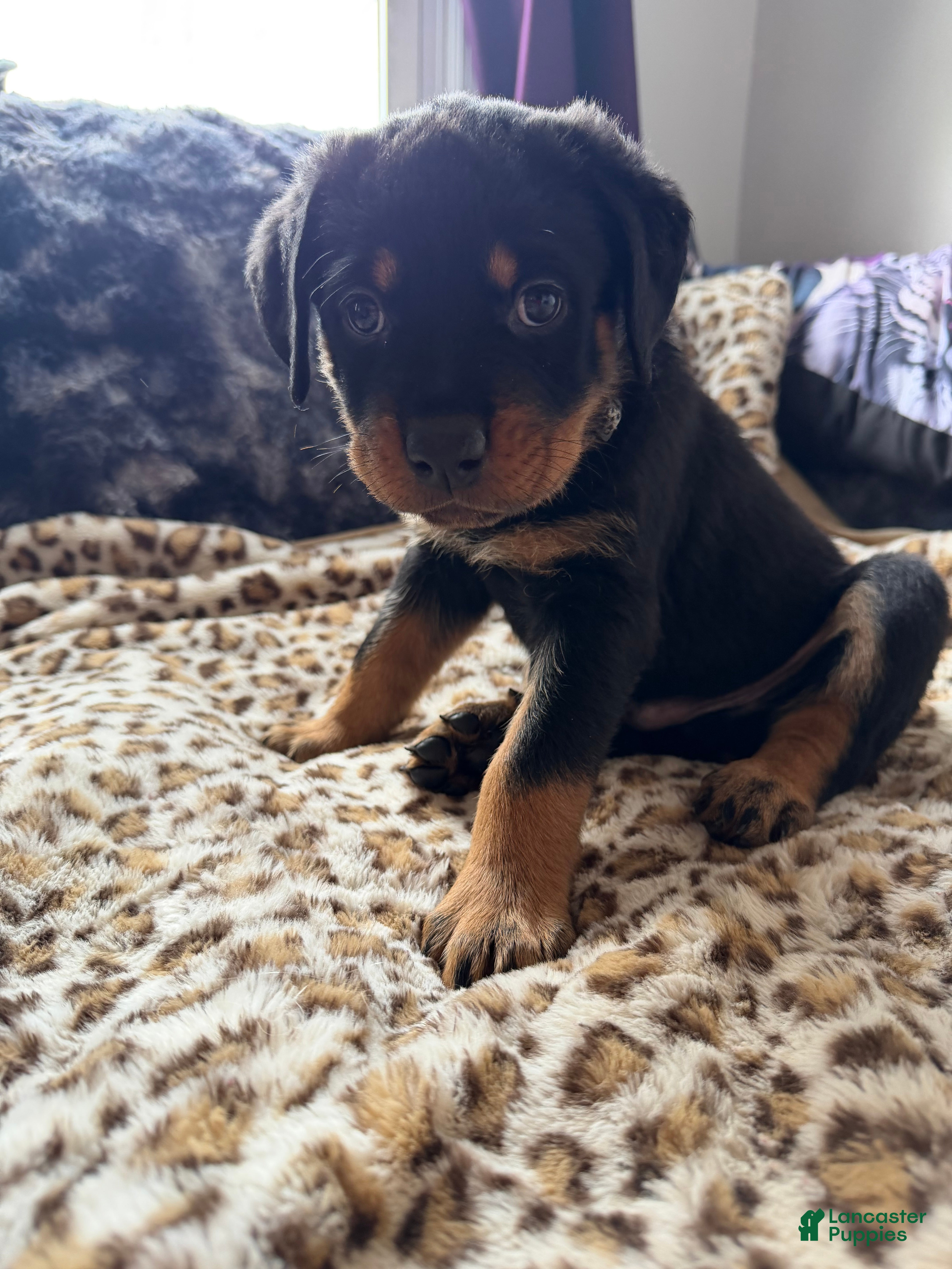 Rottweiler dogs Checkers - Ad 1
