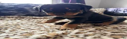 Rottweiler dogs for sale: Checkers - Ad 1