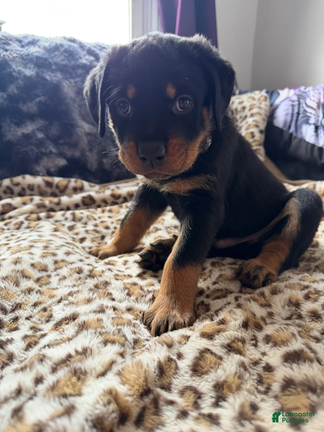 Rottweiler dogs for sale: Checkers - Ad 1