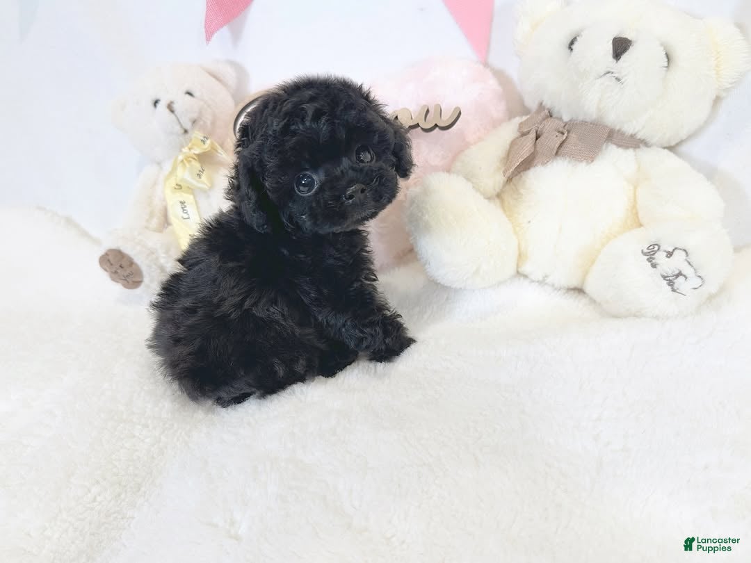 Toy Poodle dogs for sale: Chiquita - Ad 41