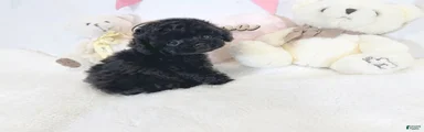 Chiquita