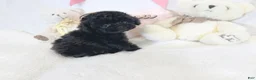 Toy Poodle dogs for sale: Chiquita - Ad 1