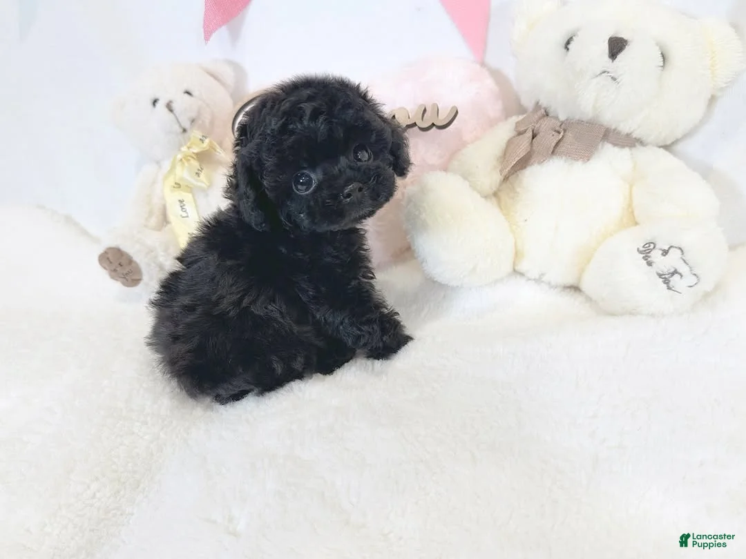Toy Poodle dogs for sale: Chiquita - Ad 1