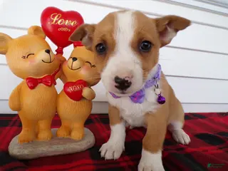 Jack Russell Terrier dogs Jack Russell Terrier Puppy 4 Queenie - Ad 23