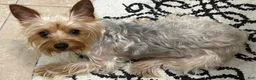 Yorkshire Terrier dogs for sale: Female - Ad 2