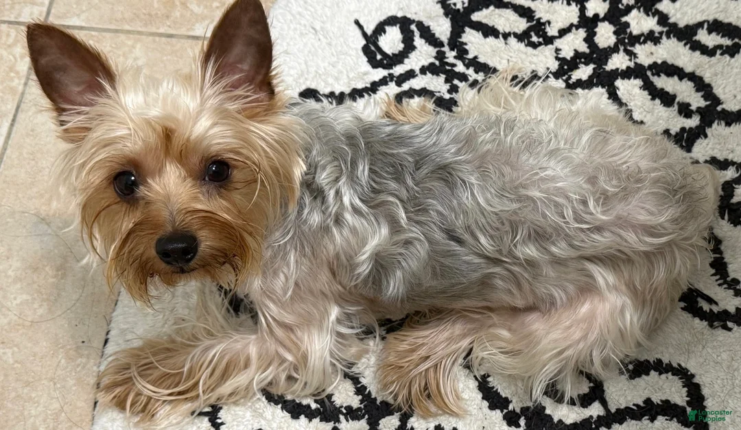 Yorkshire Terrier dogs for sale: Female - Ad 2