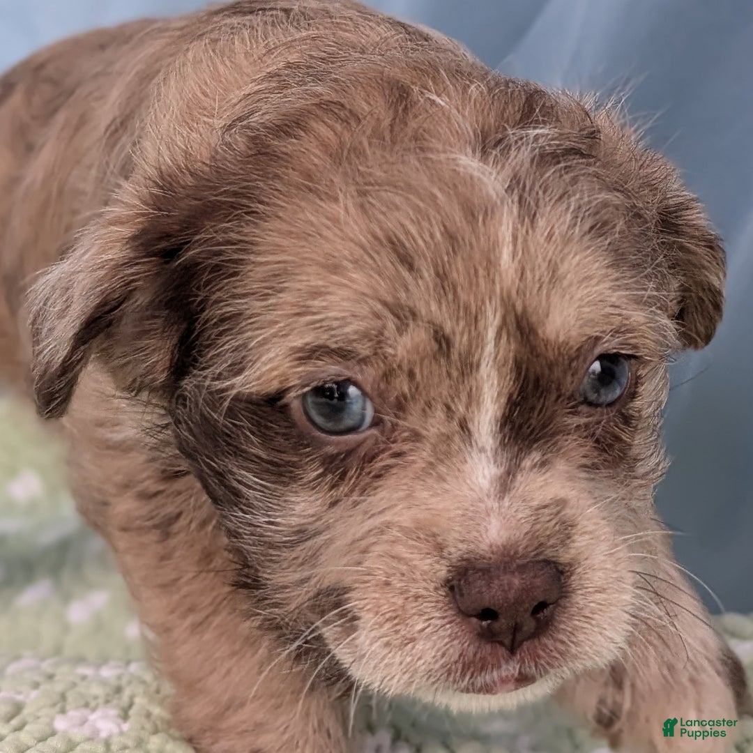 Mixed Breed dogs for sale: Queen - Ad 11