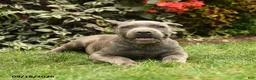 Cane Corso dogs for sale: Maverick  - Ad 5