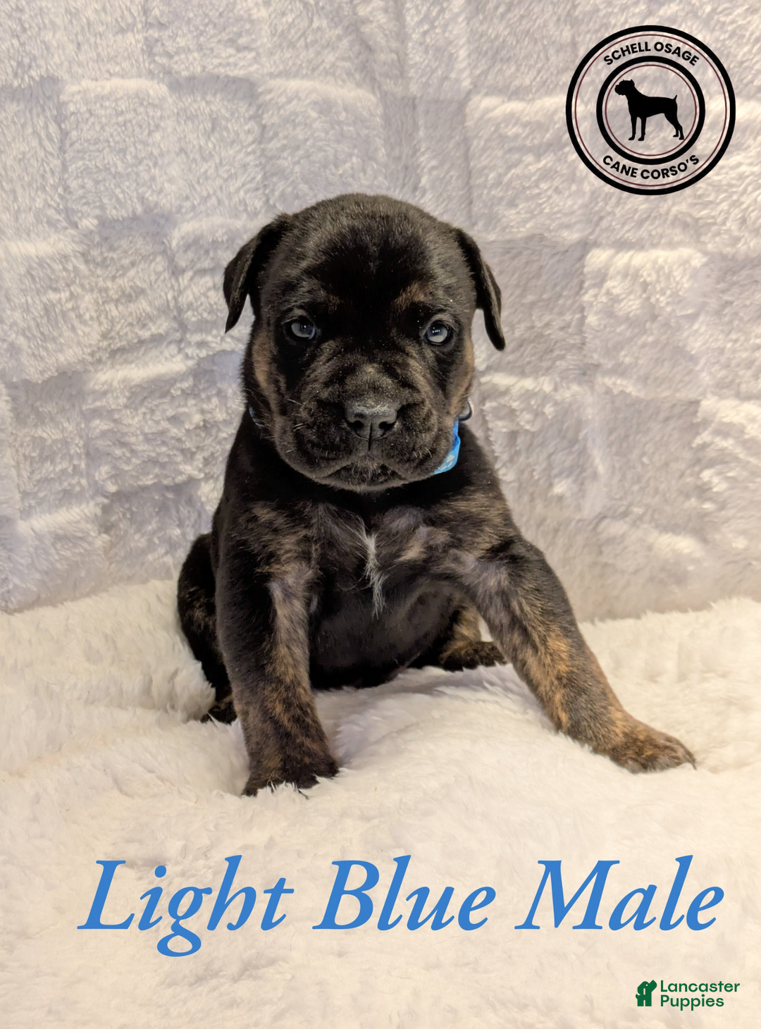 Cane Corso dogs for sale: Pink - Ad 10