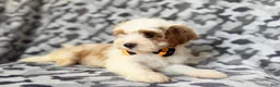 Cavapoo dogs for sale: Sparky - Ad 6