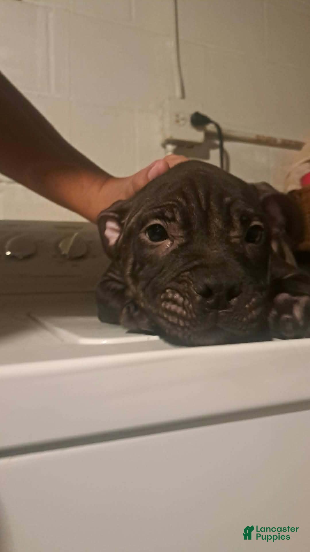 Mixed Breed dogs for sale: Mixed Breed 2 - Ad 24