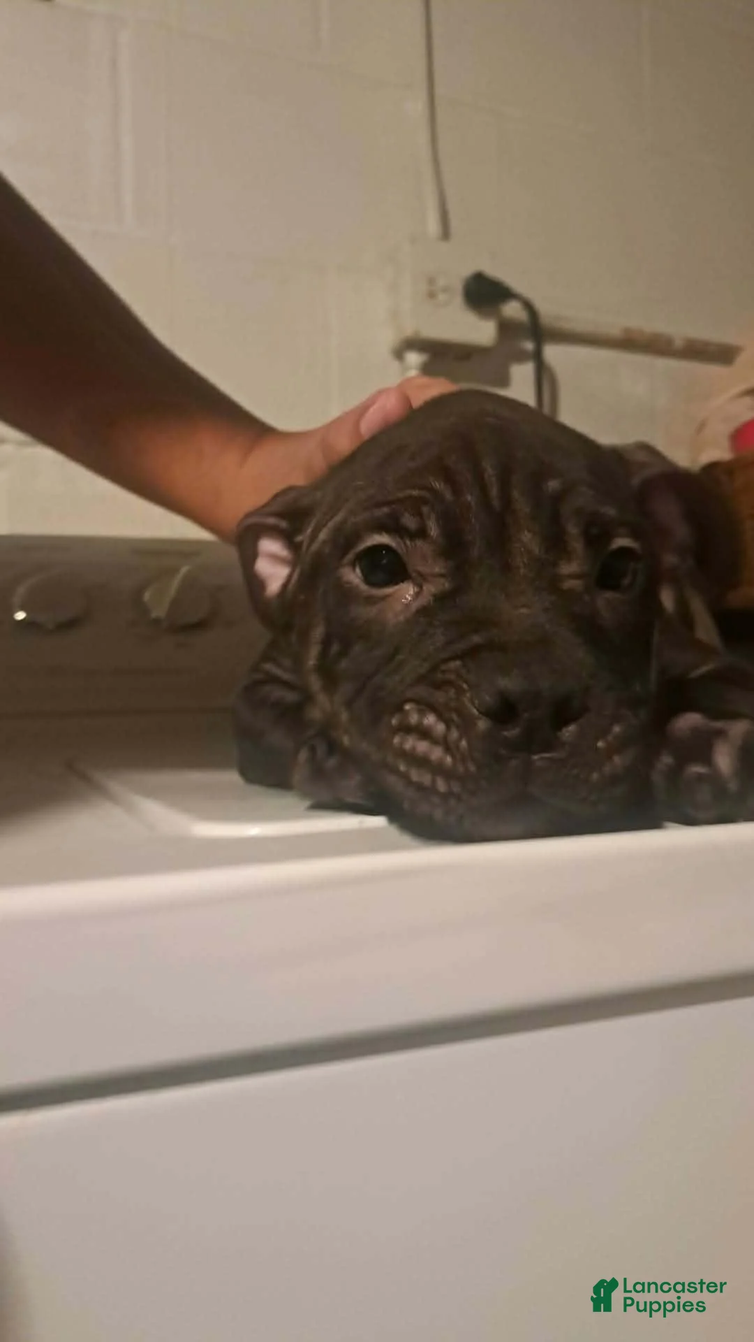 Mixed Breed dogs for sale: Mixed Breed 2 - Ad 1