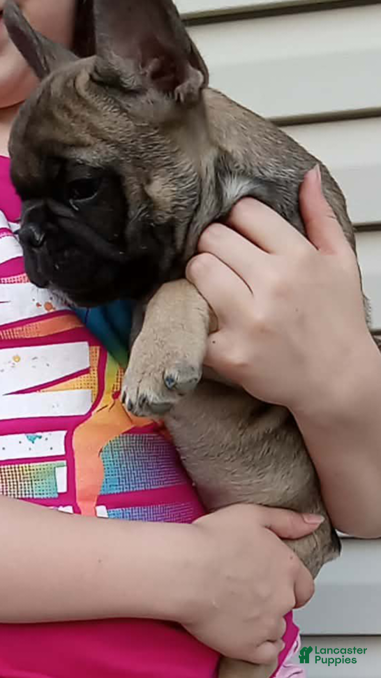 French Bulldog dogs Potato - Ad 28