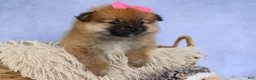 Pomeranian dogs for sale: Freya  - Ad 19
