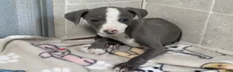 Italian Greyhound dogs for sale: Woody - Ad 3