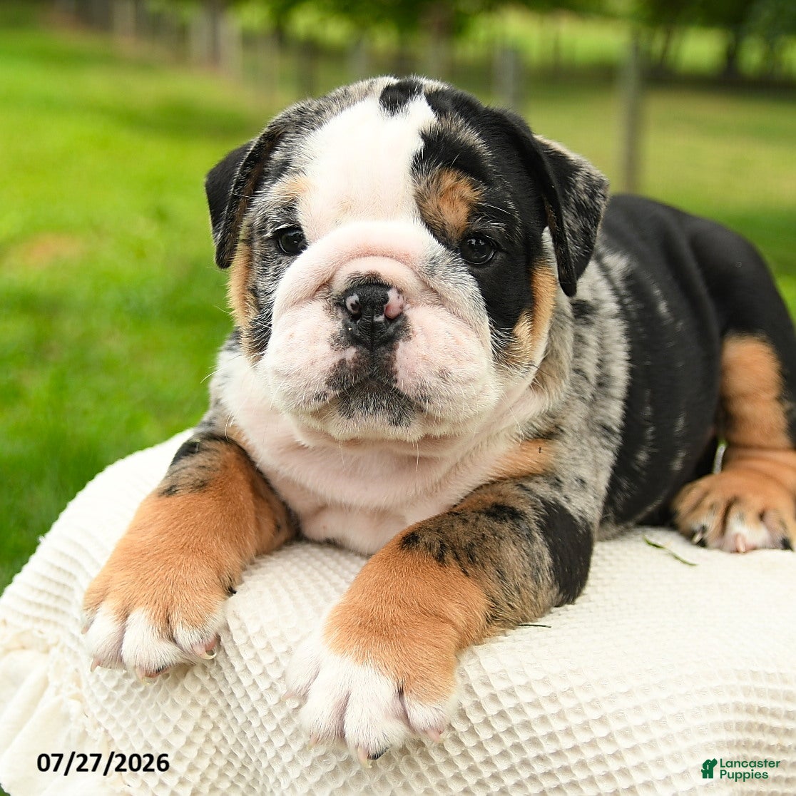 English Bulldog dogs Meatball - Ad 2