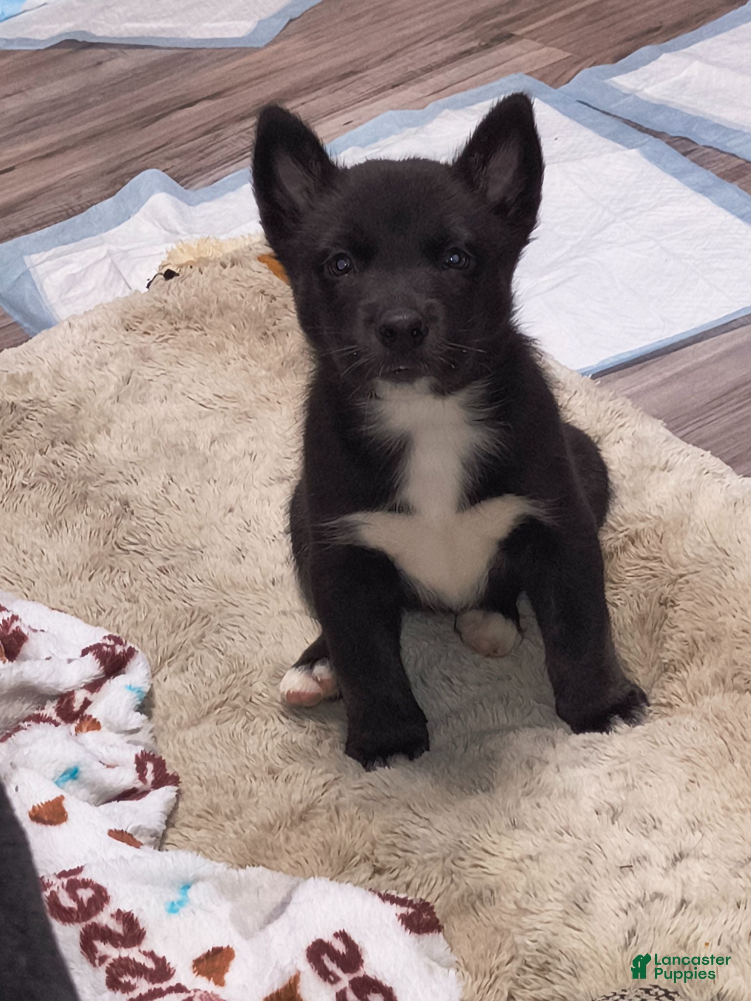 Mixed Breed dogs Mixed Breed 3 - Ad 1
