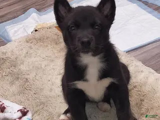 Mixed Breed dogs for sale: Mixed Breed 3 - Ad 2