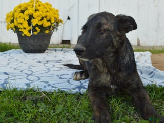 Mixed Breed dogs - Ad 23