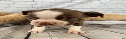 Boston Terrier dogs for sale: Willow - Ad 9