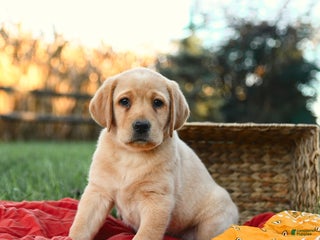 Labrador Retriever dogs - Ad 37